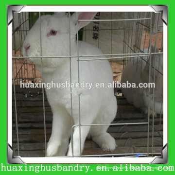 rabbit farm for sale
